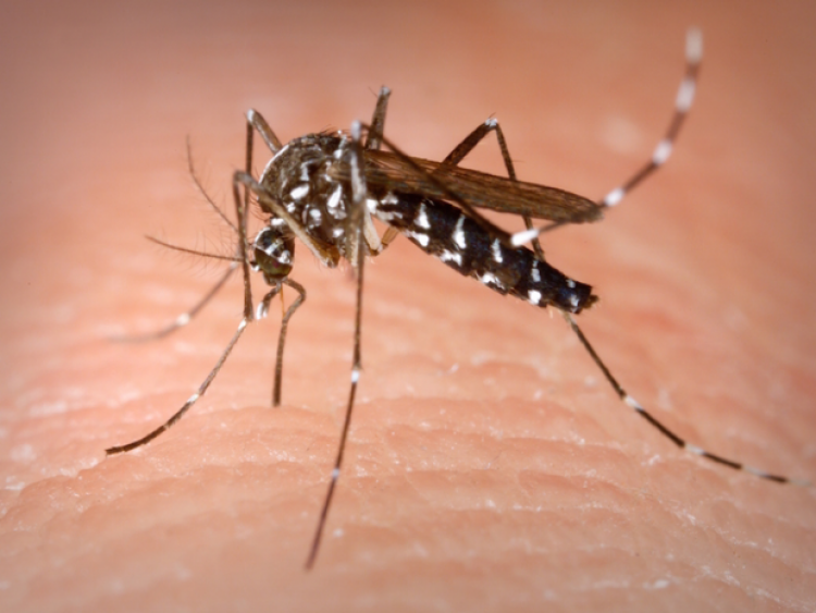 Interventi di disinfestazione straordinaria per caso di Chikungunya nel territorio comunale